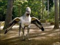 /album/galeria-de-fotos/buckbeak-jpg1/